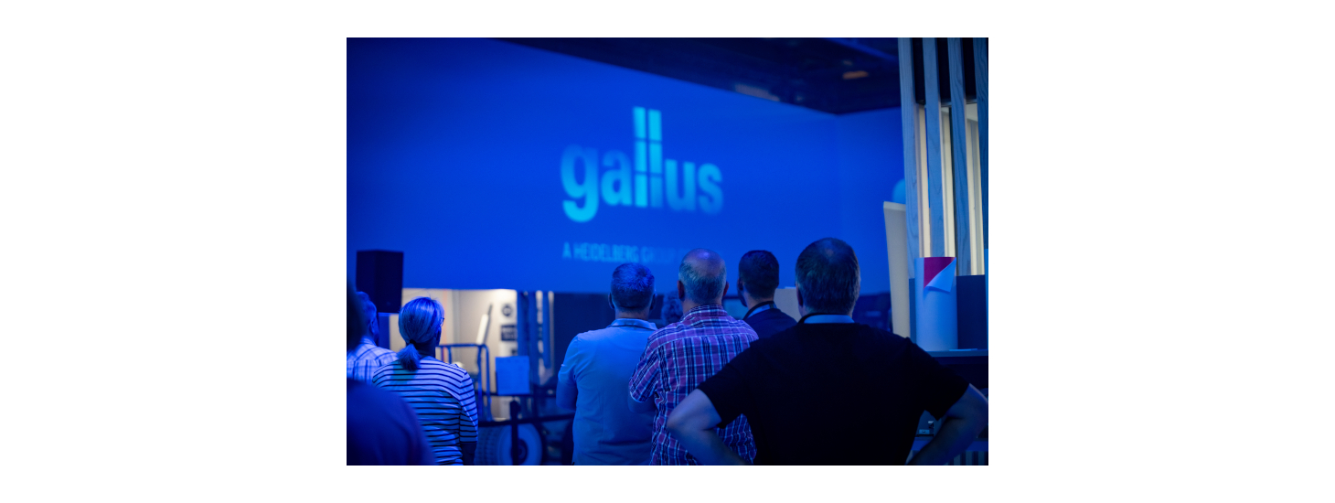 gallus